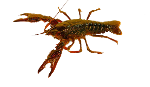 Crayfish