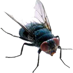 House fly