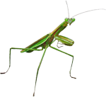 Praying Mantis