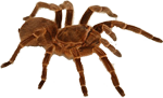 Tarantula